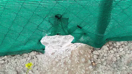 Rotura en la malla que protege el refugio de gatos por donde habrían escapado los felinos.