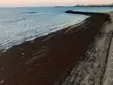 ¿Por qué hay tantas algas en las playas de Cádiz estos días? La explicación de los expertos