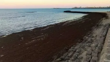 Algas acumuladas en la orilla de una playa de Cádiz durante la mañana del lunes 15 de junio de 2026.
