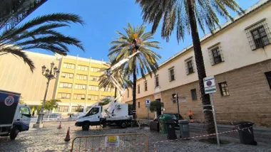 Operarios municipales podan una de las palmeras de la plaza Fragela bajo un cielo azul intenso en Cádiz. Foto: José Luis Porquicho Prada.