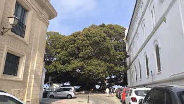 Cielo azul y despejado sobre el árbol del Mora de Cádiz, Foto: José Luis Porquicho Prada.