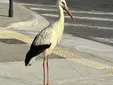 La cigüeña del Carmen ya está en manos de especialistas tras la preocupación de los vecinos de San Fernando