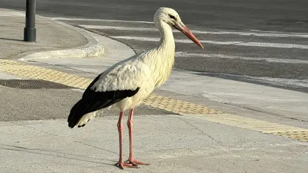 En la calle la cigüeña caída del Carmen.