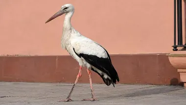 Bonita cigüeña, con sus colores negros y blancos, desorientada en San Fernando.