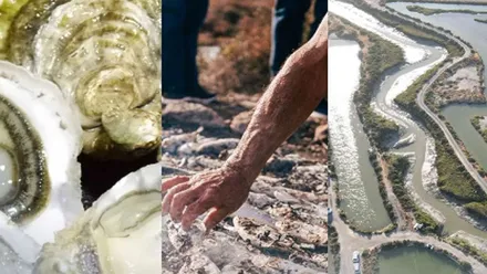 Collage con varias imágenes de los esteros, desde moluscos, trabajo de unas manos o las salinas.