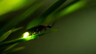 Abdomen iluminado de una luciérnaga sobre una hoja.
