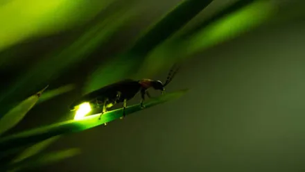 Abdomen iluminado de una luciérnaga sobre una hoja.