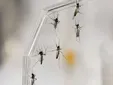 El aviso del Ayuntamiento de El Puerto por los mosquitos: cómo evitar focos de cría en casa este verano