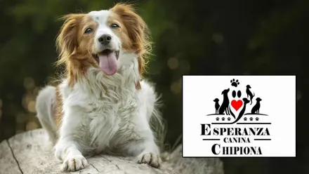 Perrito junto al logotipo de "Esperanza Canina".