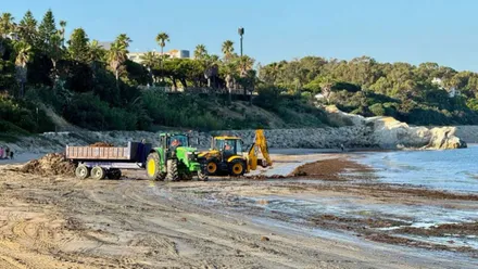 Maquinaria retirando algas en una playa roteña.