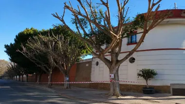 Árbol podado en extremo en San Fernando.