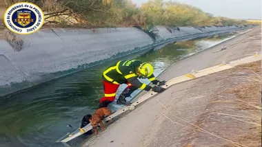 Un bombero baja por unas escaleras para rescatas a dos perritos, uno negro y otro marrón.