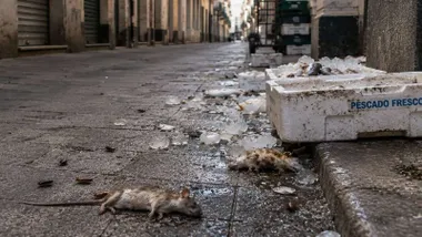 Calle con una caja de pescado, suciedad y un ratón muerto.
