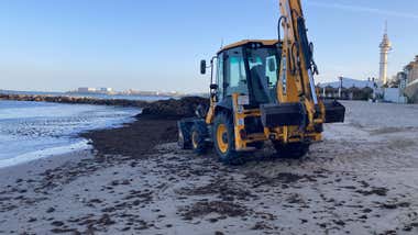 Trabajos de retirada de algas invasoras en las playas gaditanas.