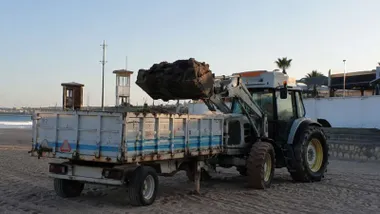 Tractor con pala excavadora vertiendo en un contenedor alga asiática recogida de la playa.