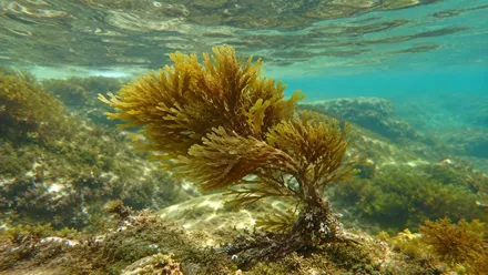 Vista de un brote de alga invasora bajo el agua.