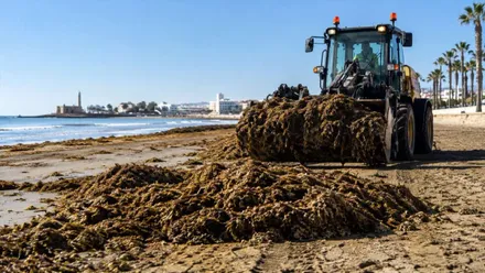 Muchas algas invasoras en la orilla de una playa y un tractor retirándolas.