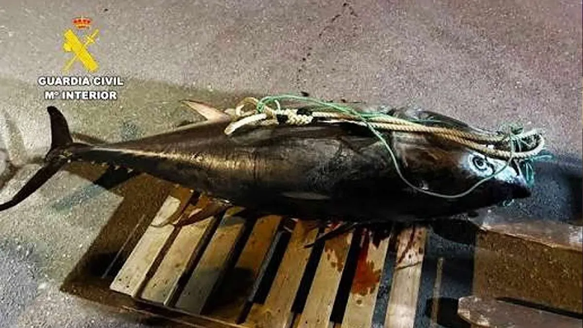 Atún en un palet incautado por la Guardia Civil.