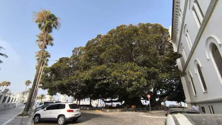 Cielo despejado aunque con presencia de calima sobre el árbol del Mora de Cádiz.