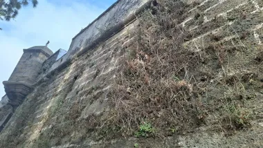 Vista en contrapicado de un tramo de las murallas de San Carlos, en Cádiz. Sobre la superficie de piedra se aprecia abundante vegetación seca y matorrales adheridos al muro, especialmente en la parte central y derecha de la imagen. En el extremo izquierdo se observa un baluarte de la fortificación bajo un cielo despejado.