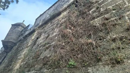 Vista en contrapicado de un tramo de las murallas de San Carlos, en Cádiz. Sobre la superficie de piedra se aprecia abundante vegetación seca y matorrales adheridos al muro, especialmente en la parte central y derecha de la imagen. En el extremo izquierdo se observa un baluarte de la fortificación bajo un cielo despejado.