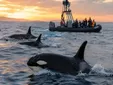 Las orcas vuelven a acercarse a los barcos en el Estrecho: esta es la recomendación para reducir el riesgo