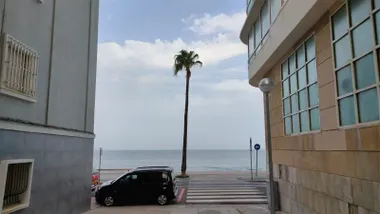 Una de las palmeras más fotografiadas de Cádiz bajo un cielo en el que se aprecia la presencia de calima por ese color blanquecino. Foto: José Luis Porquicho Prada.