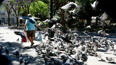 Palomas en la Plaza Mina de Cádiz. Foto: Eulogio García.