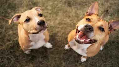 Dos perros de color canela adoptados.