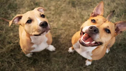 Dos perros de color canela adoptados.