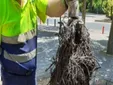 Crece la preocupación en Cádiz por la plaga silenciosa de las alcantarillas