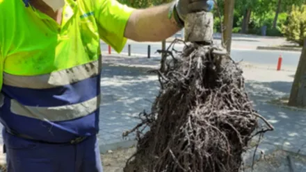 Un trabajador con uniforme de alta visibilidad sostiene con una herramienta una gran masa compacta de toallitas y otros residuos extraídos de una alcantarilla. La acumulación, de color oscuro y aspecto fibroso, cuelga frente a una calle arbolada y muestra el impacto que estos desechos tienen sobre la red de saneamiento.