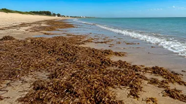Una playa cubierta, en su orilla, de algas.