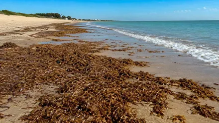 Una playa cubierta, en su orilla, de algas.
