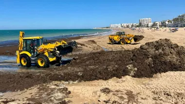 Algas invasoras siendo retiradas por excavadoras en la playa.