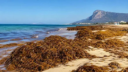 Una playa donde se acumulan montañas de algas invasoras.