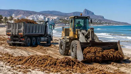 Maquinaria retirando algas invasoras de una playa.