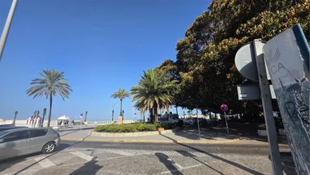 Cielo despejado sobre el árbol del Mora de Cádiz, con La Caleta al fondo. Foto: José Luis Porquicho Prada.