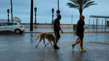 Una pareja pasea con su perro bajo el Árbol del Mora tras las lluvias caídas durante la madrugada en Cádiz.