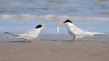 Dos aves, dos ejemplares de charrancito común.