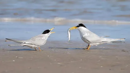 Dos aves, dos ejemplares de charrancito común.