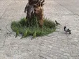 Las cotorras argentinas siguen expandiéndose por Cádiz y hay una razón por la que se retiran sus nidos