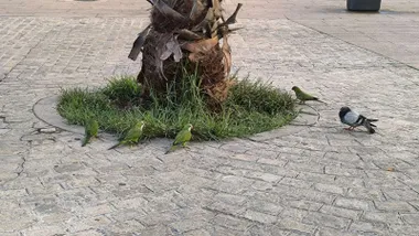 Plaza de Cádiz con una palmera y cuatro cotorras argentinas junto a una paloma.
