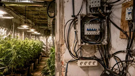 Plantación "indoor" de marihuana y cuadro eléctrico manipulado.