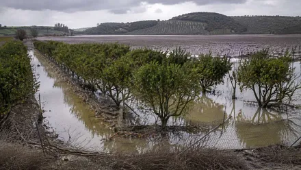 Campo completamente inundado y la cosecha perdida.