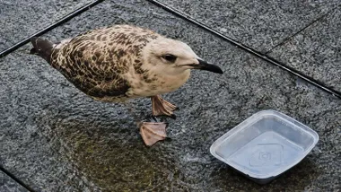 Mercat, gaviota, bebiendo de un recipiente.