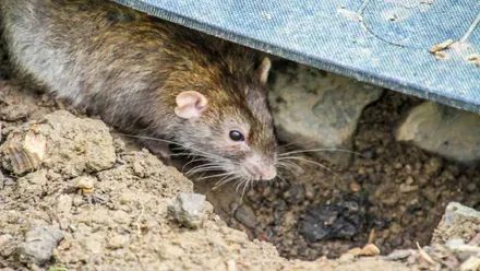 Rata en zona de tierra y chapa de alero.