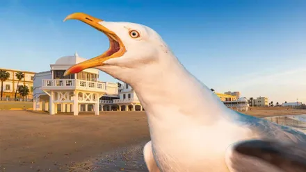 Gaviota y, de fondo, La Caleta.