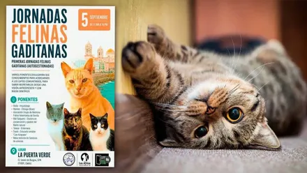 Cartel de las Jornadas Felinas en Cádiz y un gato en el suelo tranquilo.