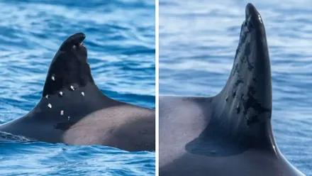 Orca Toni con la aleta dorsal y las heridas de los perdigones.